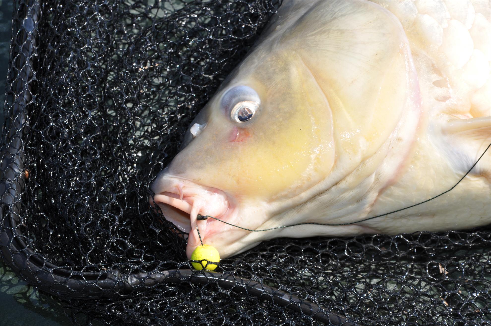  GREENFISH - dsc0189.JPG